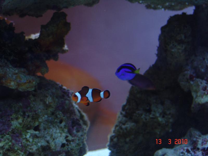 13 marzo 2010 062
