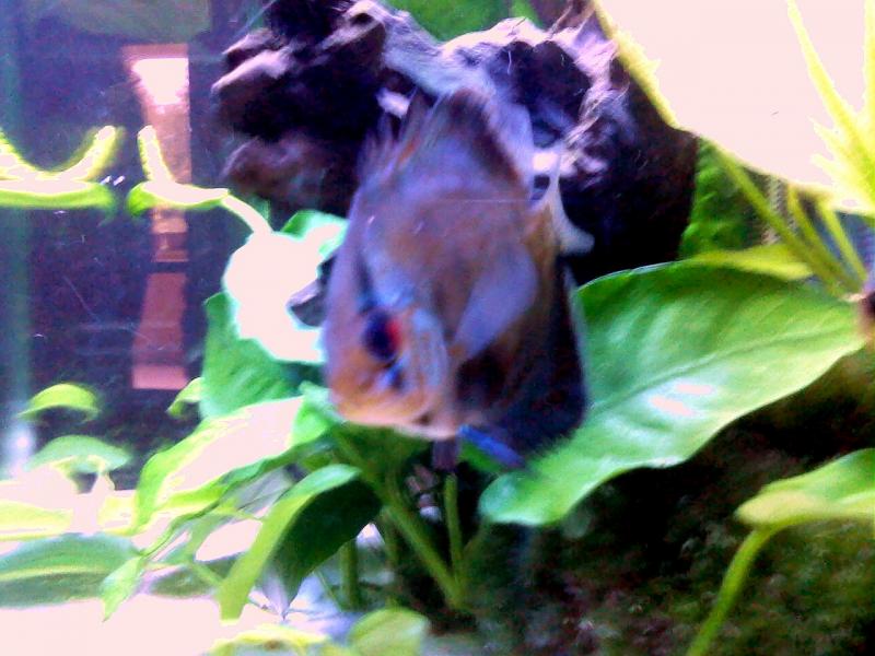 Discus8 (2)