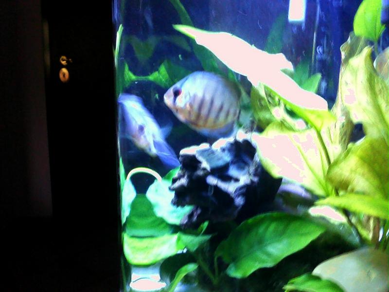 Discus (2)