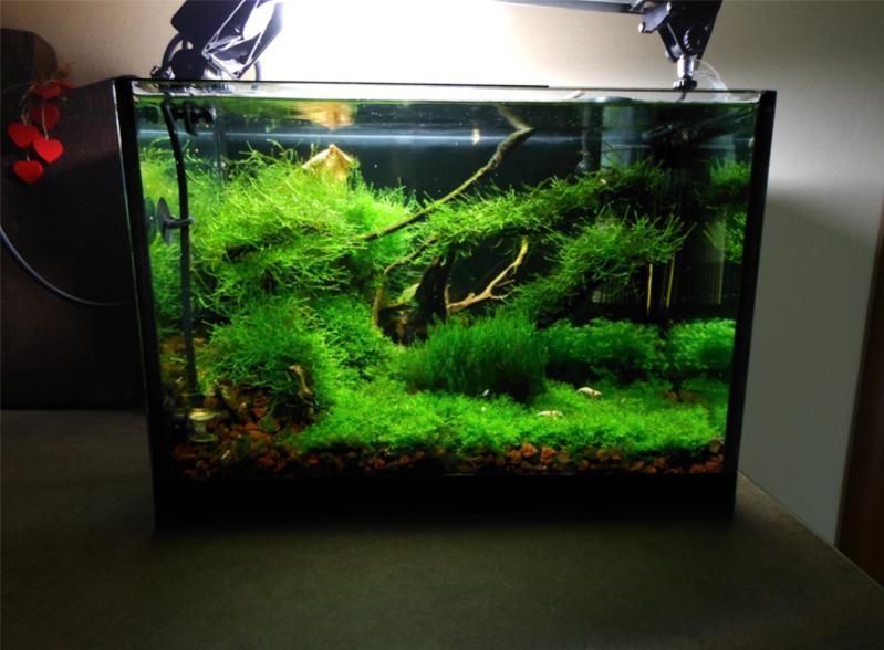 Dettagli vasca: http://www.acquariofilia.biz/showthread.php?p=1061273905#post1061273905
