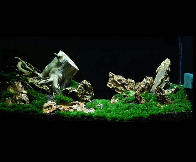 Dettagli vasca: http://www.acquariofilia.biz/showthread.php?t=368027