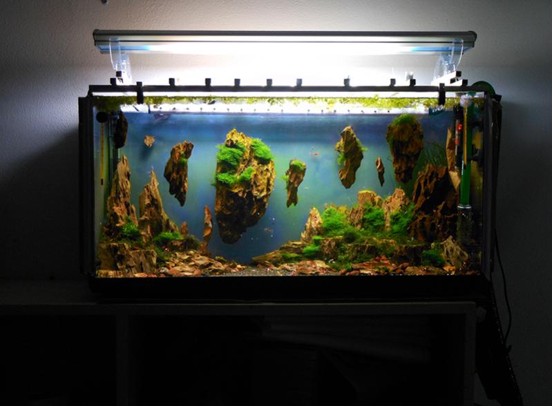 Acquario Fantasy Avatar Tank
http://www.acquariofilia.biz/showthread.php?t=417969
