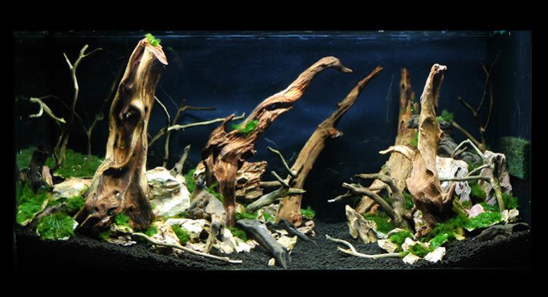 Fangorn forest acquarium by Sago1985 (week1)