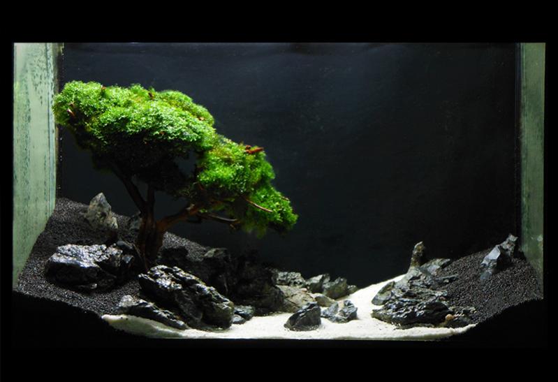 Bonsai in acquario