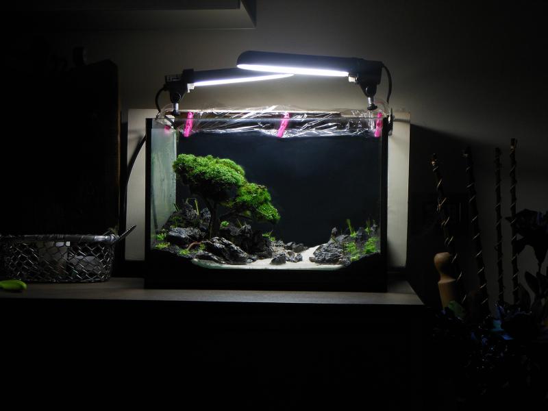 Bonsai in acquario By Sago1985
