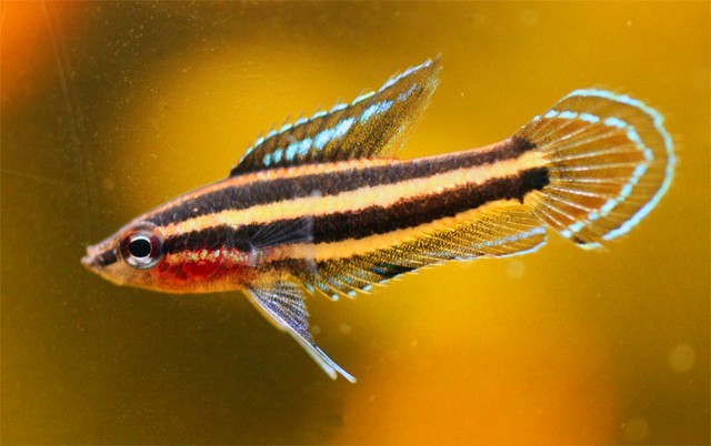 Parosphromenus bintan maschio