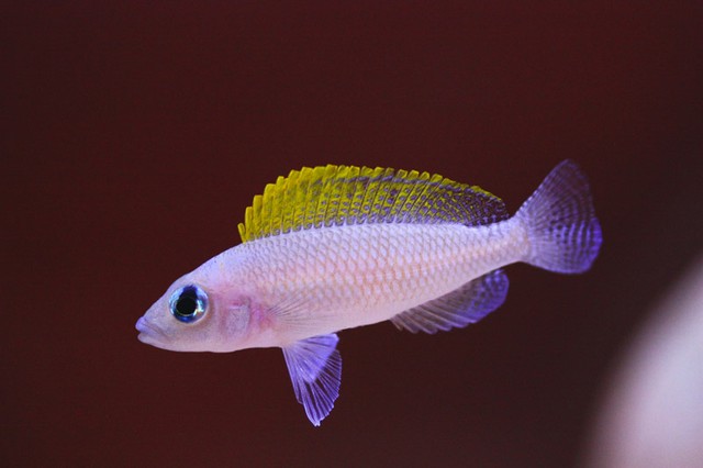 Neolamprologus caudopunctatus femmina