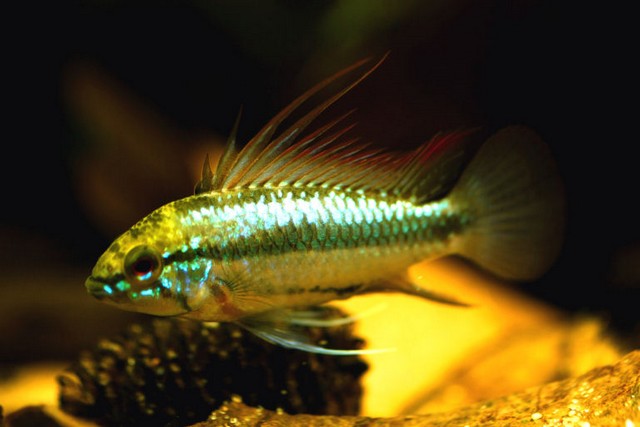 Apistogramma trifasciata maschio