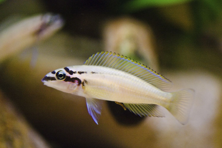 Chalinochromis brichardi