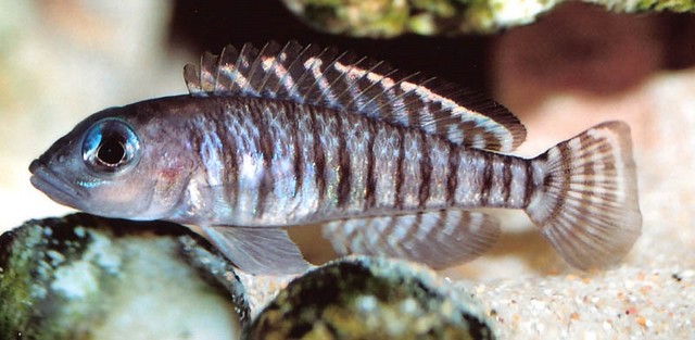 Lamprologus signatus