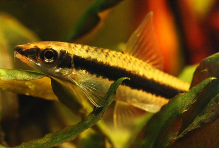 Crossocheilus siamensis