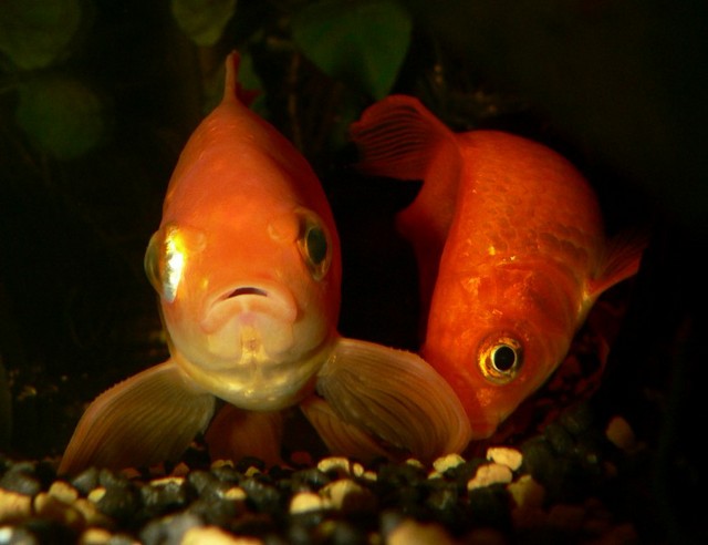 Carassius auratus auratus variet cometa