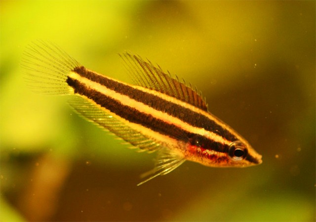 Parosphromenus bintan femmina