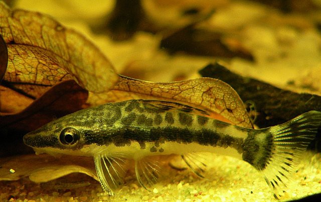 Otocinclus vittatus