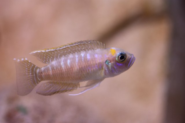 Neolamprologus brevis maschio
