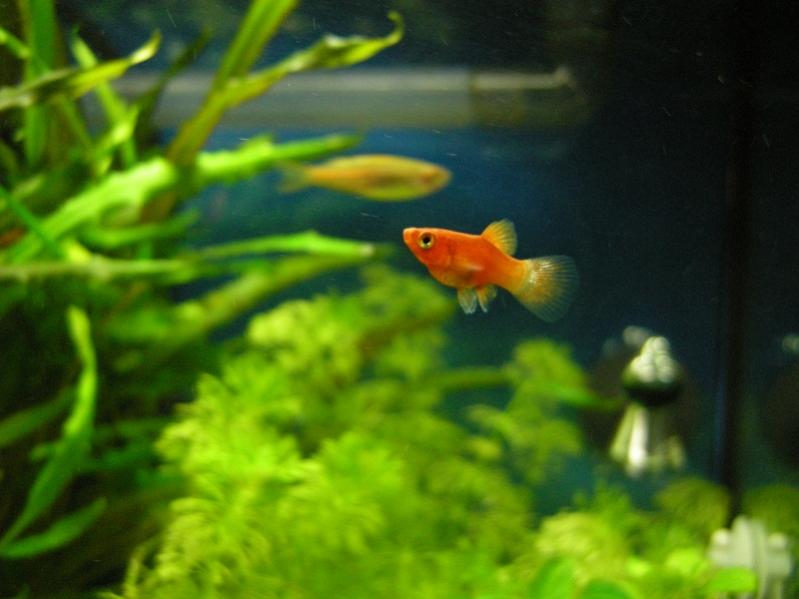 03 Piccolo platy