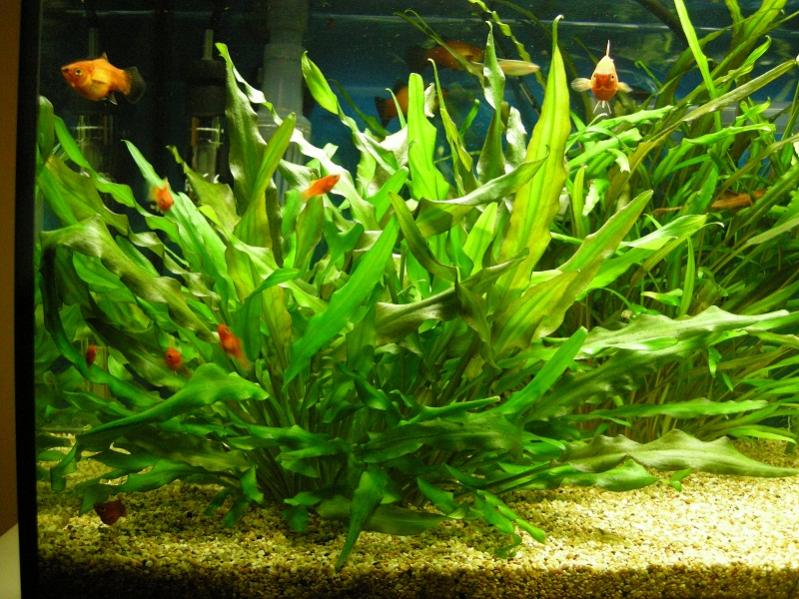 04 Pianta