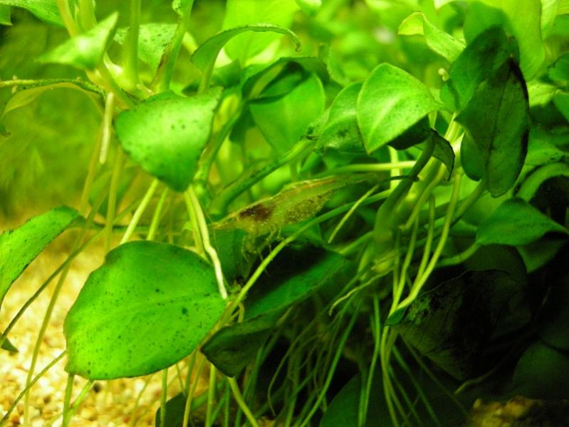 07 Anubias nana
