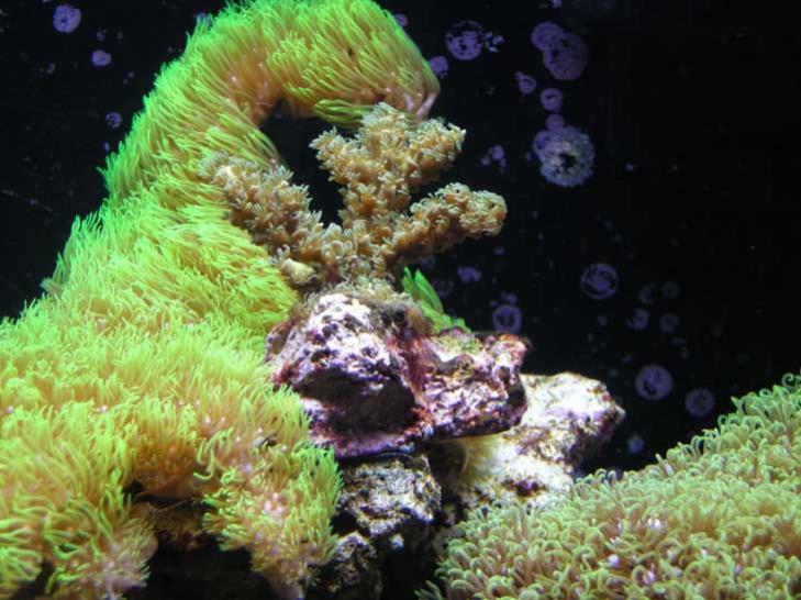 06 05 2011 Clavularia e acropora