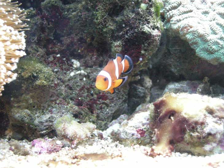 08 05 2011 Ampiphrion ocellaris