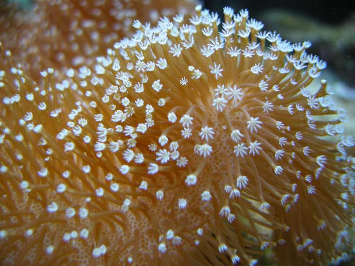 10 05 2011 Sarcophyton