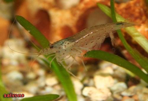 art caridina%20japo2