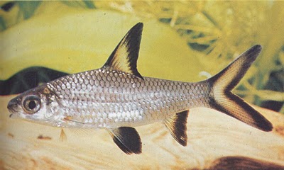 Balantiocheilus Melanopterus