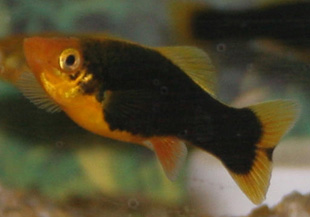 Parrot Platy