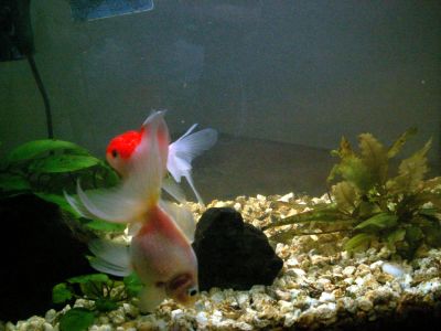 Il mio primo acquario di carassi