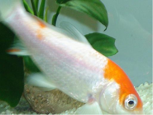 kohaku lasciata 2010 28 cm
non  una jumbo koi ma finir di crescere nel laghetto