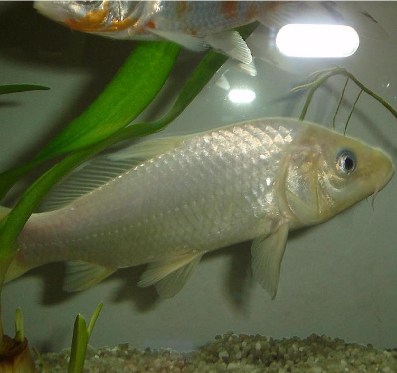 platinum ogon una koi veramente bella
cresciuta fino a 35 cm regalata in estate 2010