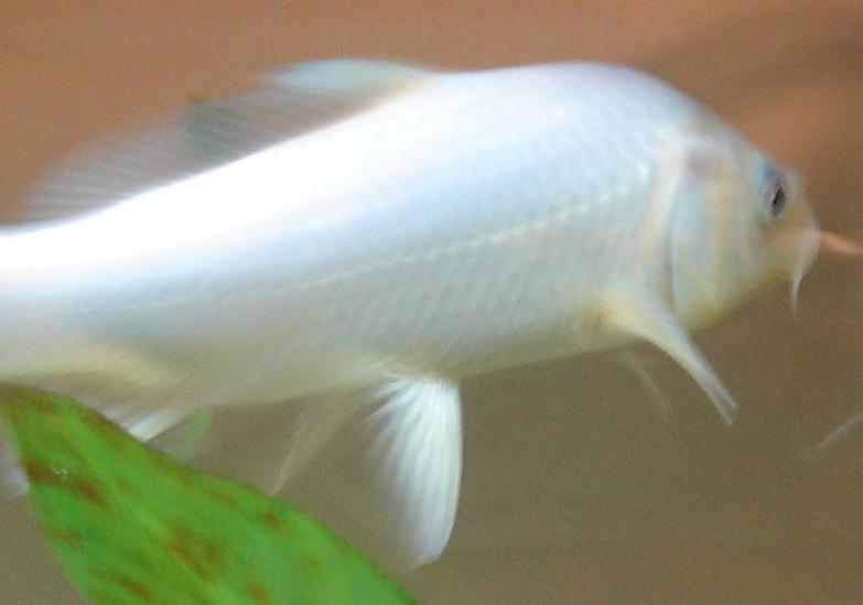 platinum ogon