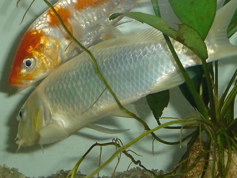 platinum ogon