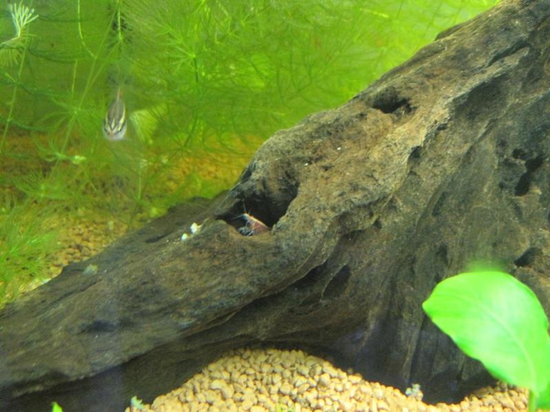 Questa caridina ha trovato una casetta molto speciale