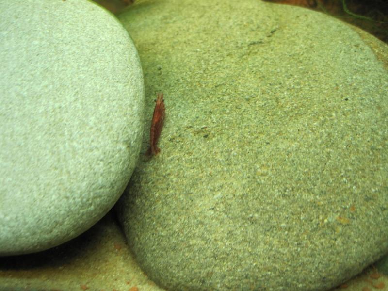 Una bella ciliegina