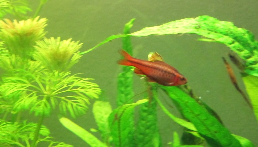 Puntius masculo bello rosso