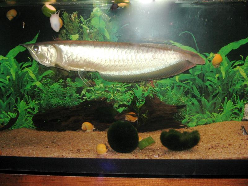 arowana
