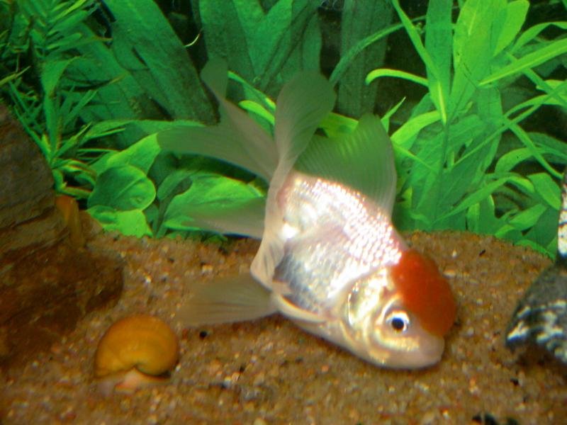oranda red cup