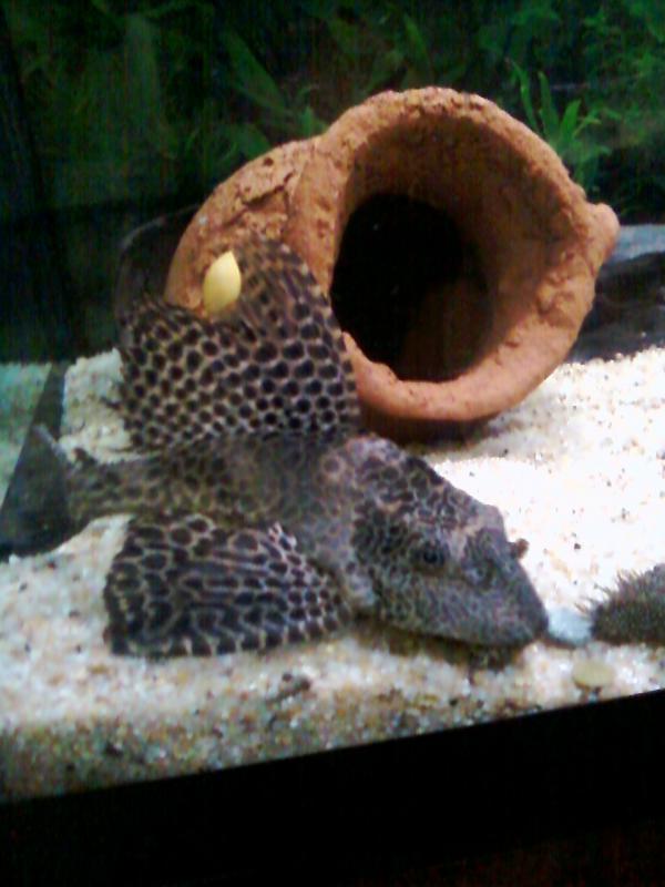 Pleco