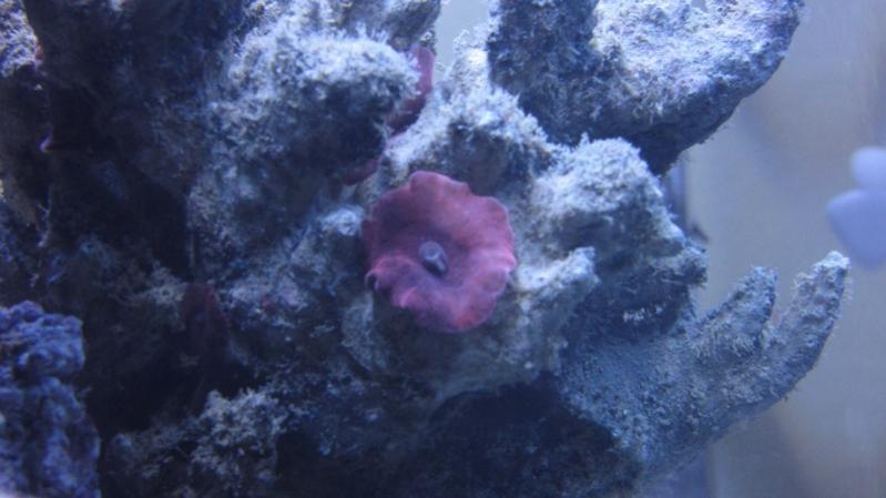 discosoma