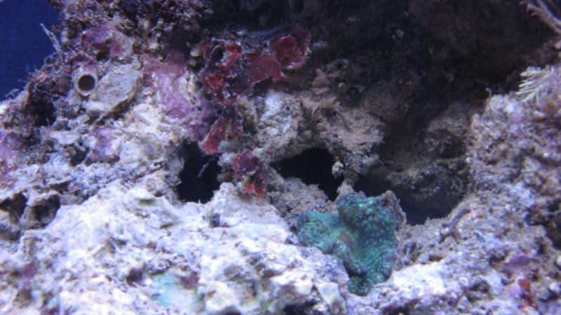 discosoma e spugne