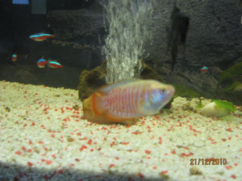 colisa stupendo