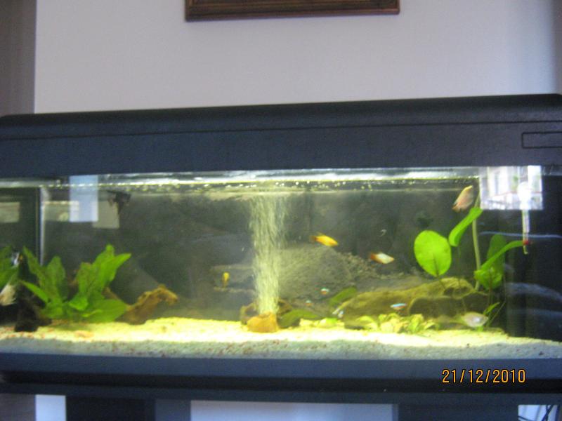 acquario integrale