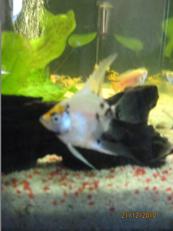 il re dell'acquario