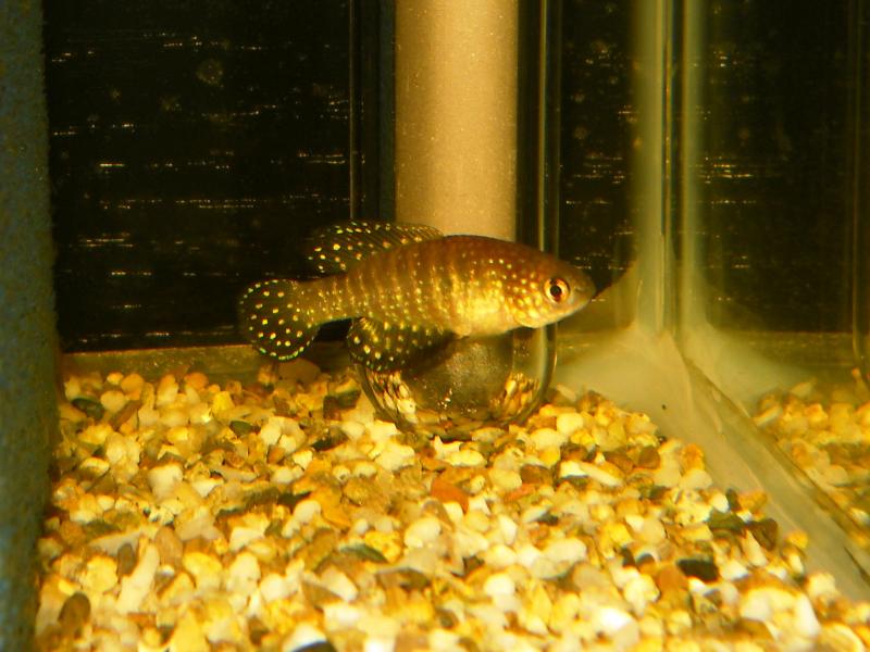 Hypsolebias gibberatus "TT 03/07 NP" F1