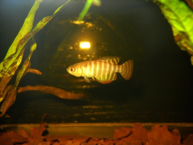 Hypsolebias fasciatus "Una, 03/07 NP"