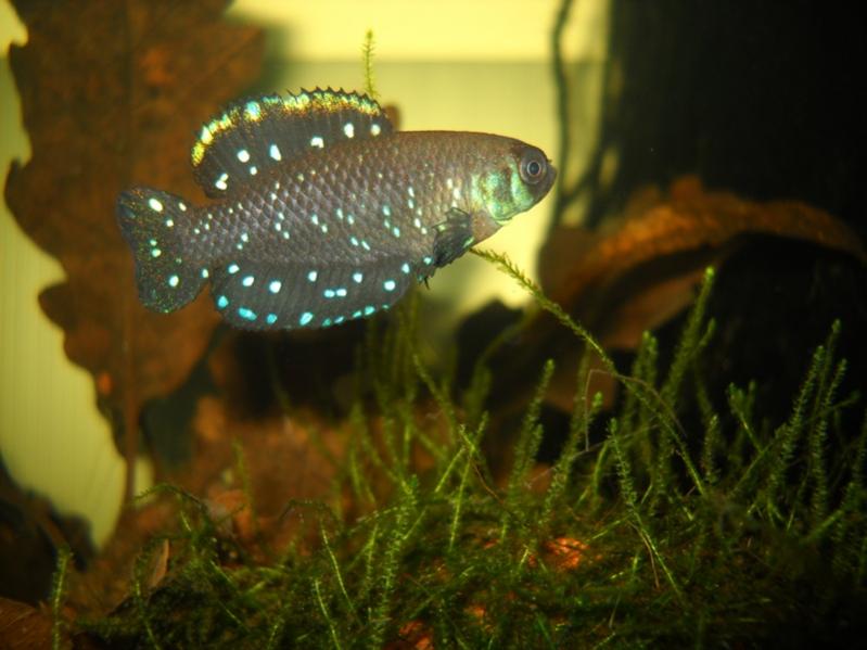 Austrolebias nigripinnis "Arroyo Tajamar"