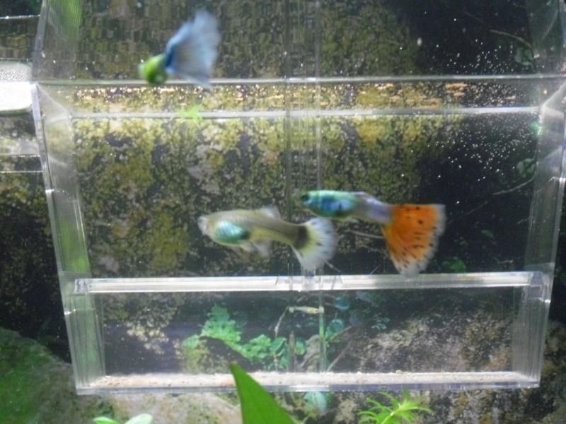 Piccolo GUPPY