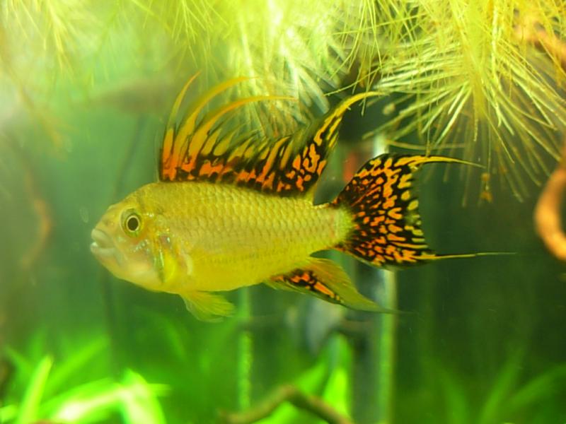 cacatuoides