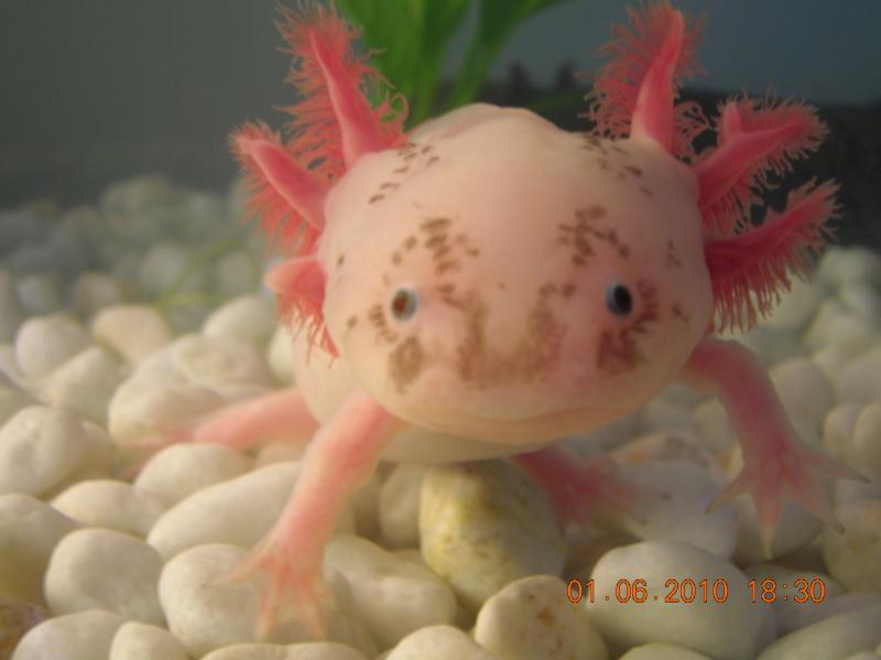 axolotl1